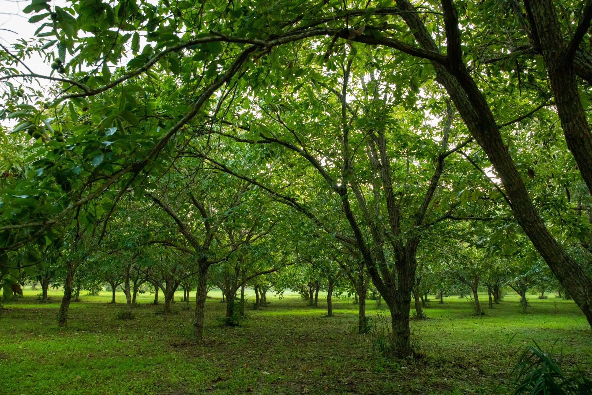 Chestnut Hill Nursery orchard